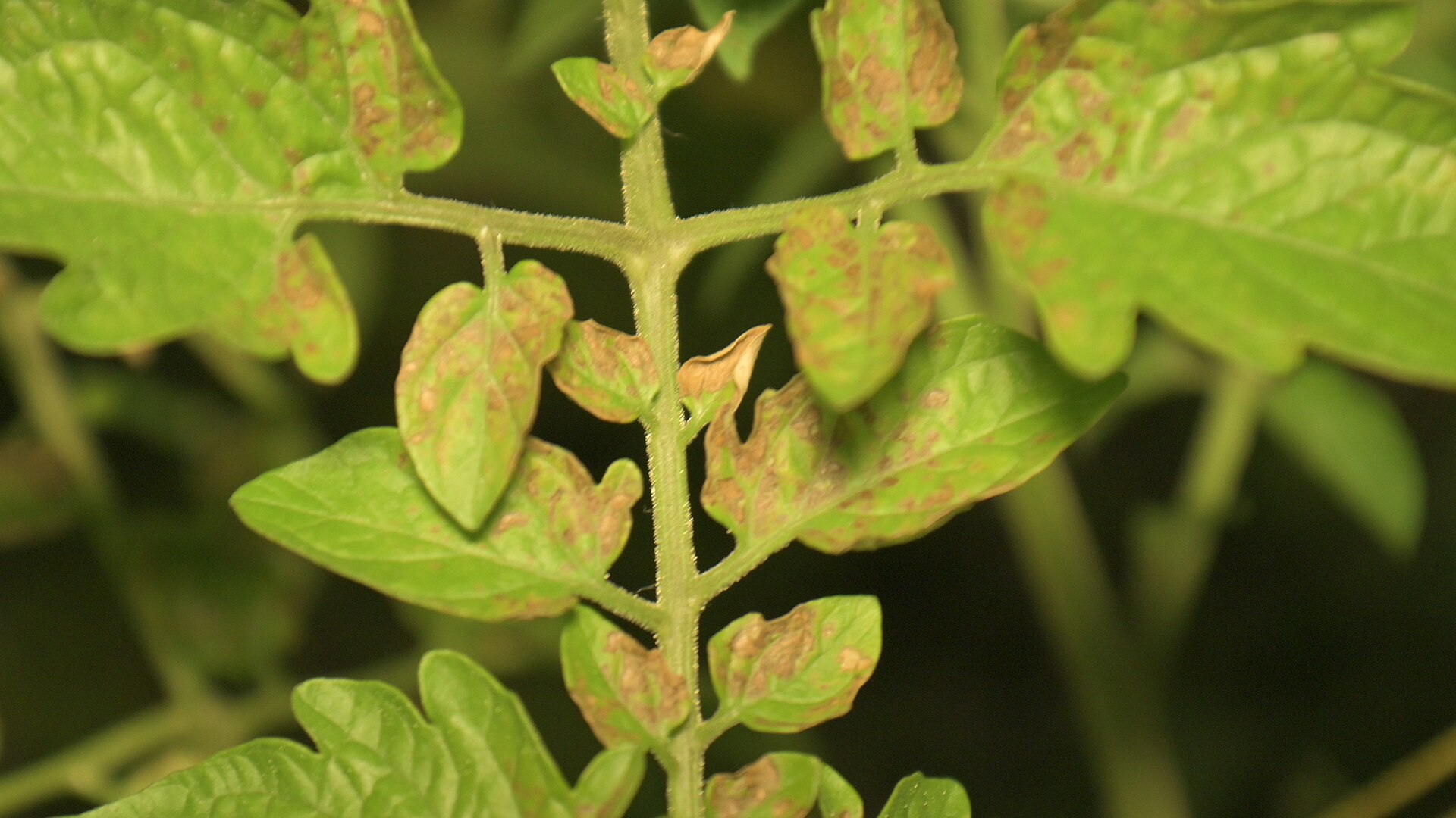 Tomato leaf with many brown septoria lesions; a mask for this scene would put 1 on the brown spots and 0 on the green leaf and the background.